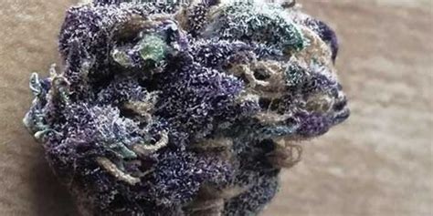 20 Popular Purple Cannabis Strains – The Chill Bud