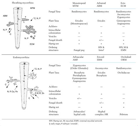 Key differences between mycorrhizal association types (modified from... | Download Scientific ...