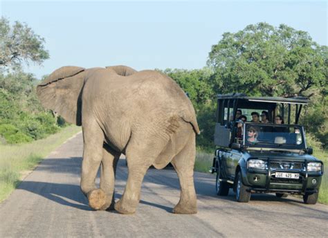 10 of the best African Safari Tours