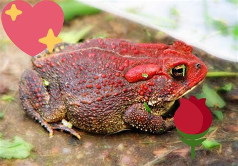 Bright red toad | Bright red, Toad, Red