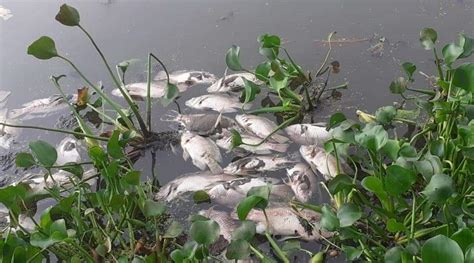 Hundreds of dead fish float in Bengaluru’s Mottanalluru lake; residents blame pollution ...