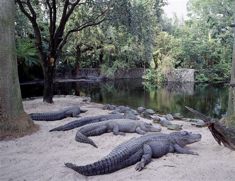 Free Images : nature, wildlife, zoo, usa, reptile, attraction, fauna, crocodile, alligator ...