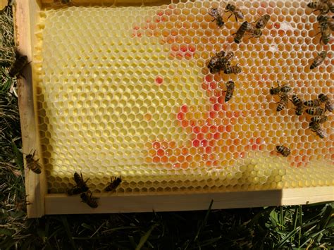 Anybody know why I have red honey? I just opened my hive today and this ...