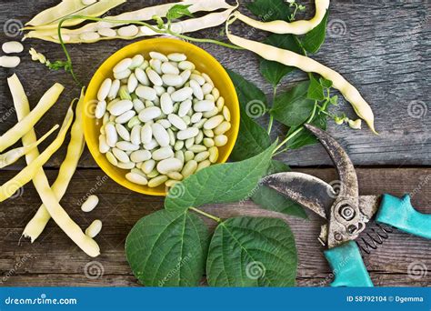 Green beans. Harvesting stock photo. Image of kidney - 58792104