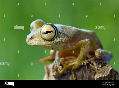 Javan tree frog, Indonesia Stock Photo - Alamy