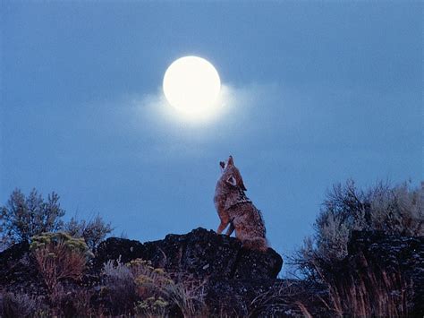 Coyote Background for Desktop Free Download