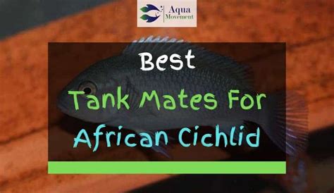 13 Best African Cichlid Tank Mates With Pictures | Aqua Movement