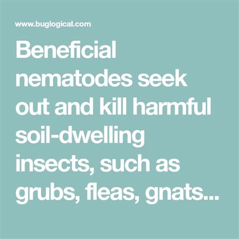 Beneficial nematodes seek out and kill harmful soil-dwelling insects, such as grubs, fleas ...