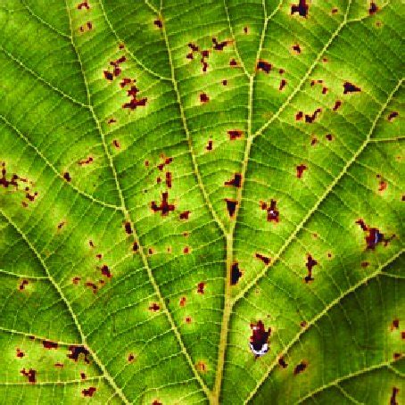 Typical leaf bacterial canker symptoms with brown spots surrounded by ...