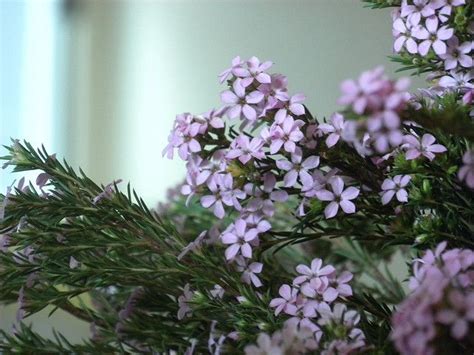 Juniper flowers Fall Flowers, Wedding Flowers, Wedding Planning, Botanical, Plants, Concept ...