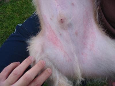 Persistent Red Rash on Inside of Dog's Legs - Superficial Skin Fold ...