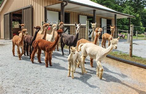 Highland Airs Alpaca Ranch: Tours, Training, Picnics by the River and ...