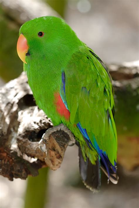 8 Fabulous Eclectus Parrots in Biological Science Picture Directory ...