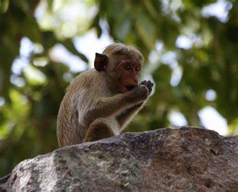 Young Toque Macaque | Anuradhapura, Sri Lanka (in front of J… | Flickr