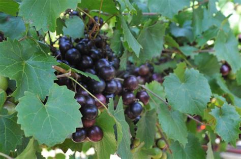 Ison Muscadine | Shop Muscadines | Ison's Nursery & Vineyard