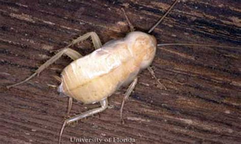 Albino Cockroach / White Roach - Pest-Help.com