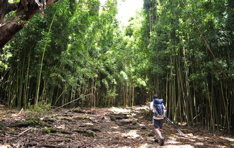 10 Best Maui Hiking Trails + Maui Hiking Guide