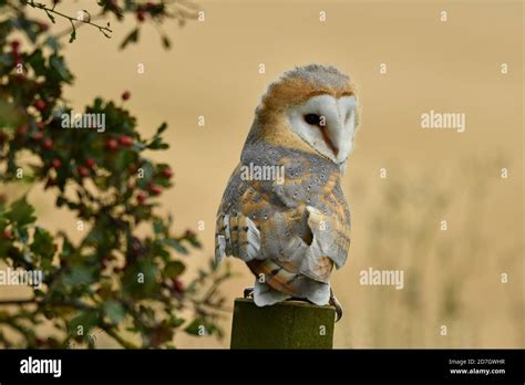 Face to face with Barn Owl Stock Photo - Alamy