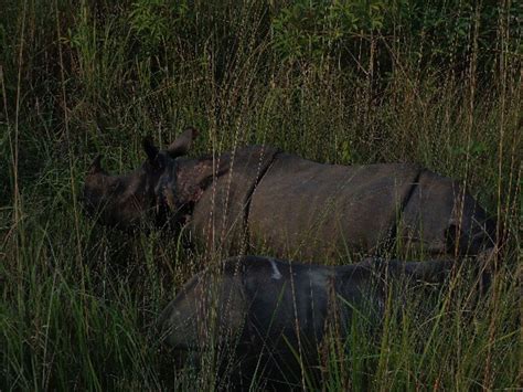 Chitwan Wildlife Safari