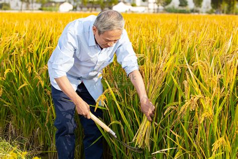 The Farmer Uses A Sickle To Harvest A Handful Of Rice Picture And HD ...