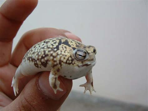 This Namaqua Rain Frog Looks and Sounds Just Like a lil Squeaky Toy ...