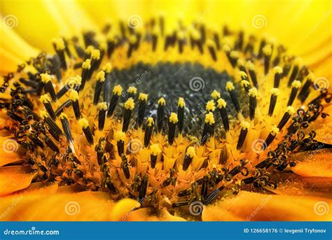 Close Up Photography Yellow Sunflower Pollen. Stock Photo - Image of sunflower, background ...