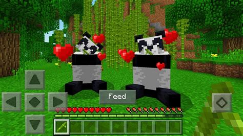 A Guide To How To Tame Pandas In Minecraft 2021