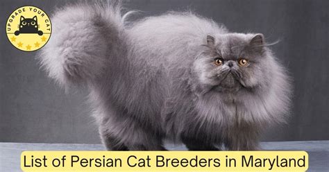 Persian Cat Breeders in Maryland | Kittens & Cats for Sale