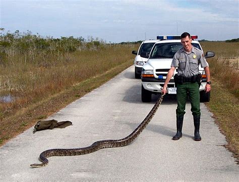 1.4 Invasive Species Burmese Python (Python bivittatus) and its Effect in Florida ...