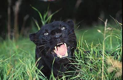 Black Panther