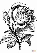Rose coloring page  Free Printable Coloring Pages sketch template