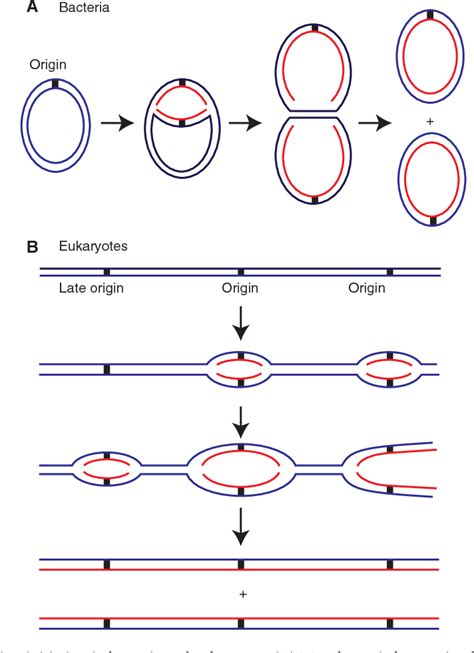 Figure 1 from Principles and concepts of DNA replication in bacteria, archaea, and eukarya ...