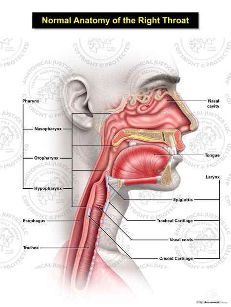 Normal Male Anatomy of the Right Throat