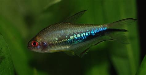 Rainbow Tetra (Nematobrycon lacortei): A Complete Care Guide