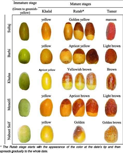 Sample images of individual dates in the four maturity stages of the... | Download Scientific ...