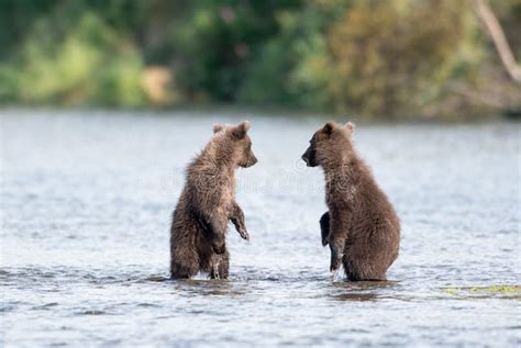 Two Cute Brown Bear Cubs Playing Stock Photo - Image of katmai, brown ...