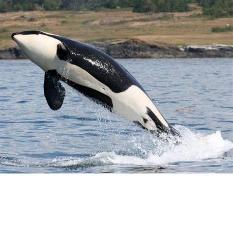 Adopt an Orca | WWF-Canada