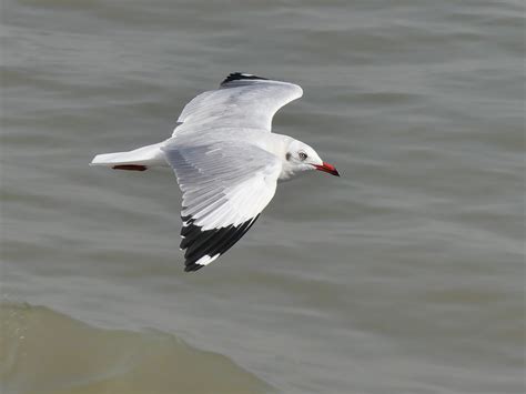 Brown-headed Gull | Bubo Birding