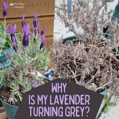 Why Is My Lavender Plant Turning Grey? Bring Color Back To Your ...