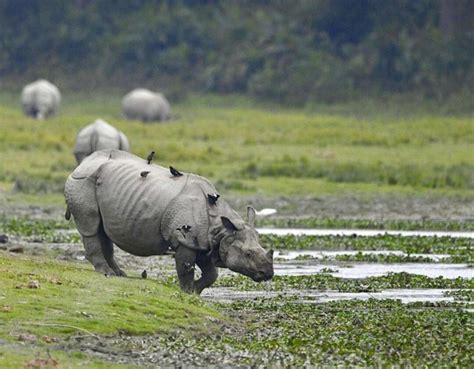 Most endangered wildlife species in India | Most Endangered wild animals