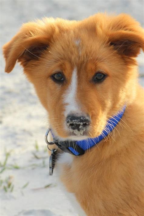 (australian shepherd golden retriever mix) Oh my God!!!! I WANT HIM! Really Cute Dogs, Pretty ...