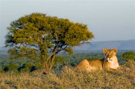 How to Get to Sayari Camp in Serengeti National Park, Tanzania