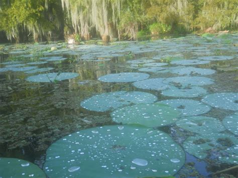 Louisiana Swamp Tours: The Best Swamp Tour In Louisiana