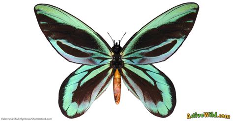 Queen Alexandra's Birdwing Butterfly Facts For Kids & Adults: Pictures, Information & Video