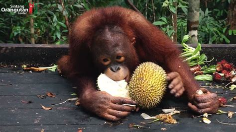 ORANGUTAN DURIAN FEAST IN JERORA FOREST SCHOOL - YouTube