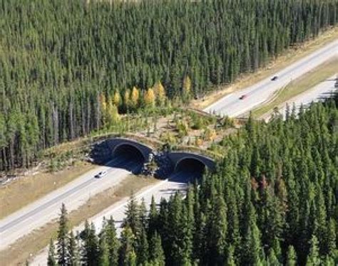 Alberta hopes to build new wildlife overpass to fix highway 'death trap' | CBC News