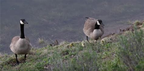 About the Canada Goose: Appearance, biology, life cycle, habitat, diet ...