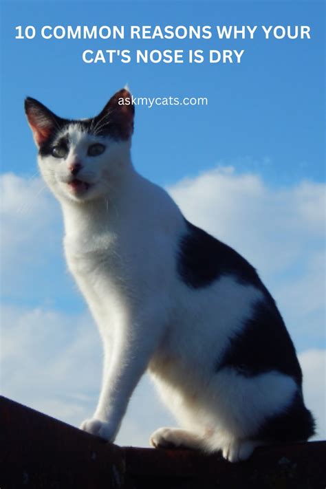 Why Does My Cat Have A Dry Nose? Causes and Remedies Unveiled