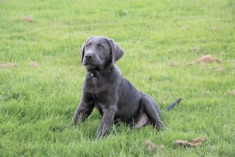 Silver Labradors: Controversy & Color Explained - Labrador Wise