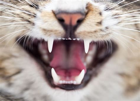 Gingivitis in Cats - Symptoms, Causes & Treatments